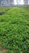 <b>海南州红玉草莓苗怎样卖2025排名一览</b>